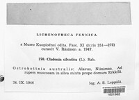 Cladonia portentosa image